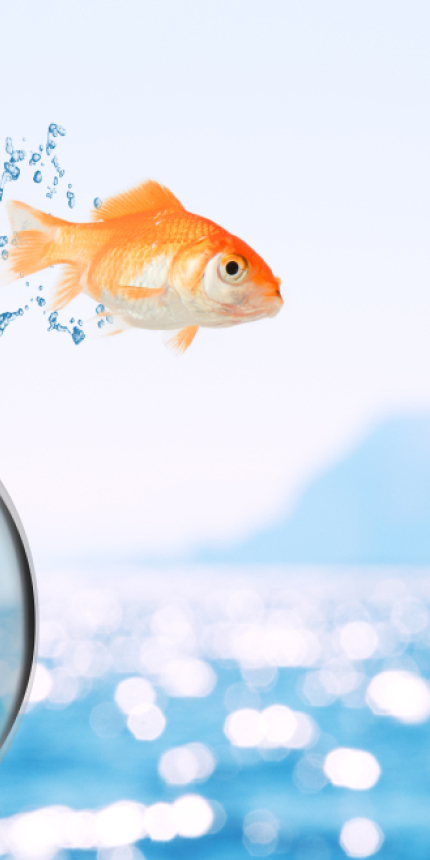 Goldfisch springt aus einem Goldfischglas in Richtung offenes Meer.