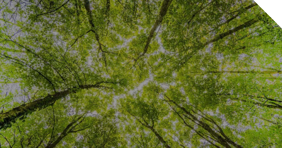 Ein Blick im Wald von unten in die Baumkronen